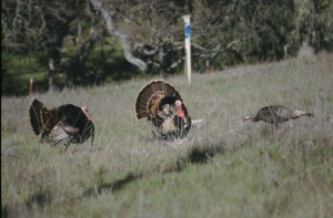 Two tom turkeys court a hen. Photo: Alan Krakauer