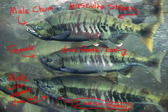 chum_school_commentary