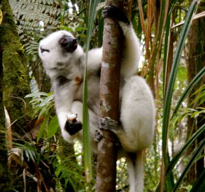 This silky sifaka (Propithecus candidus), a lemur, was photographed in NE Madagascar. Did you know that dark brown patch in the middle of its chest is a stain from a scent gland? Photo credit: Emily Burke.