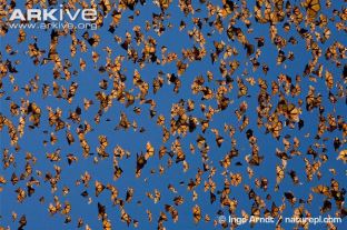 Large-numbers-of-monarch-butterflies-in-flight