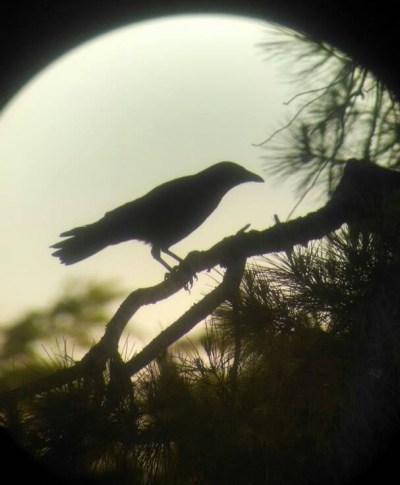 Silhouette of an American crow. Photo credit: Ryane Logsdon