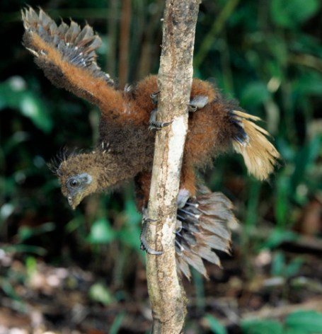 Image found at: https://adlayasanimals.wordpress.com/2013/03/27/hoatzin-opisthocomus-hoazin/