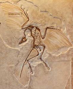 Image from: http://www.scienceviews.com/dinosaurs/archaeopteryx.html