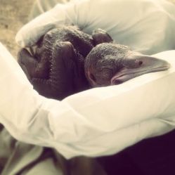 2 day-old crow. Photo credit: Ryane Logsdon