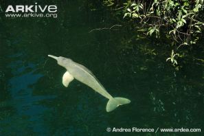 Boto-swimming-at-surface