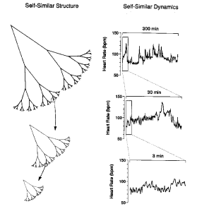 Goldberger et. al. 2002, PNAS, 99, 2466-2472