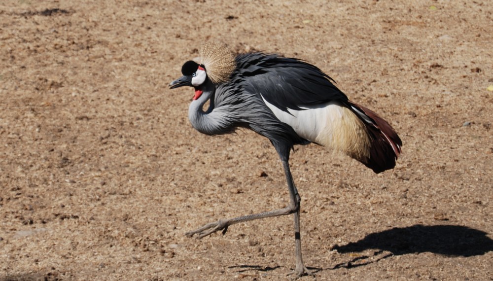 grey-crowned crane