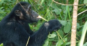 Credit: Michael Huffman