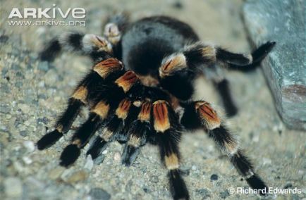 Mexican redknee tarantula