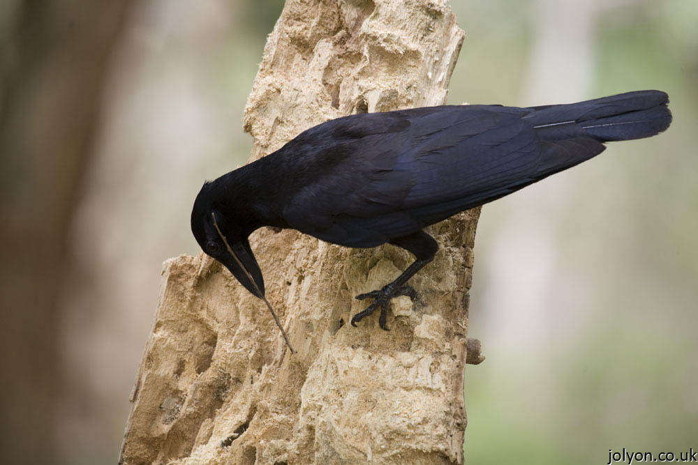 New Caledonian Crow. Image Copyright Jolyon Troscianko