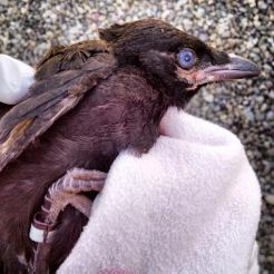 Crow a few weeks after birth. Another fun fact: all crows are born with blue eyes that later turn brown!  Photo credit: Ryane Logsdon