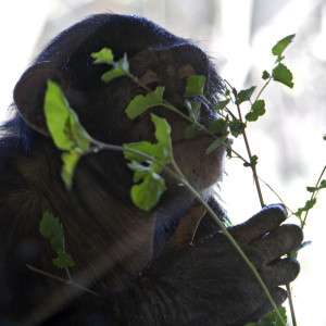 plotkin2-e1361705727285