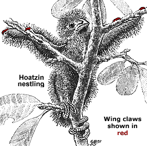 Hoatzin chick, with claws highlighted. Image from Cornell lab of Ornithology.