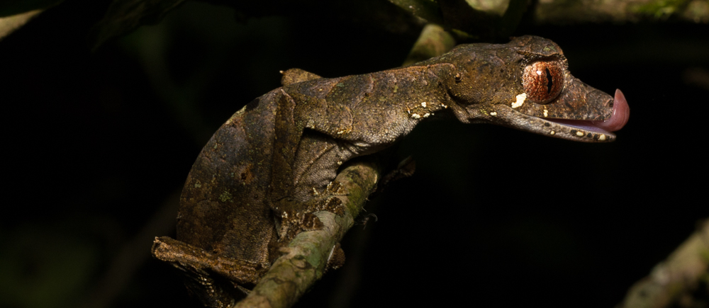 Ursoplatus phantasticus (satanic leaf-tailed gecko; PC_ Shea Lambert)