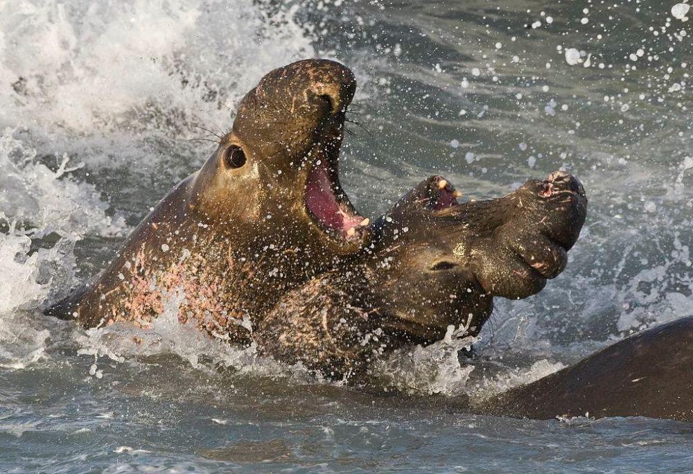 1024px-Elephant_seals_fighting
