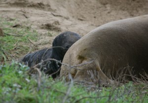 Day old baby nursing. Photo Credit: Thomas Finn.