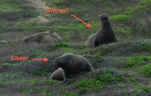 Males at Año Nuevo. Photo credit: Thomas Finn.