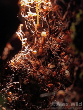 Photo credit: www.alexanderwild.com