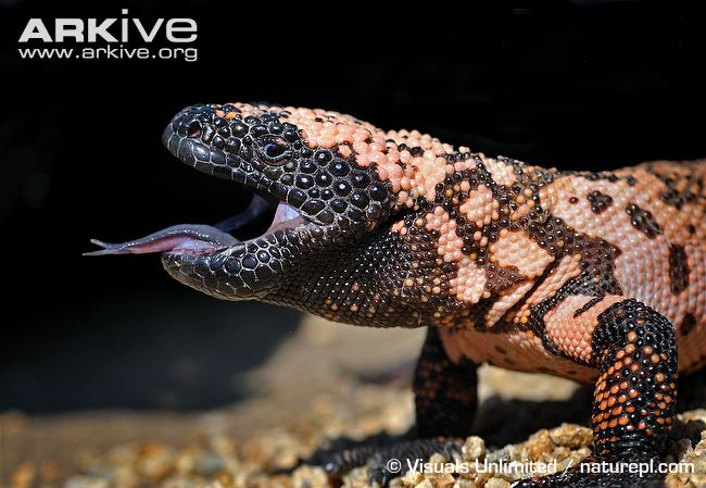 Gila Monster with its purple tongue