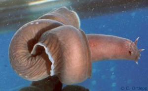 Image 3. Hagfish knotting behavior.