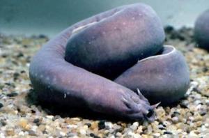 A Hagfish resting.