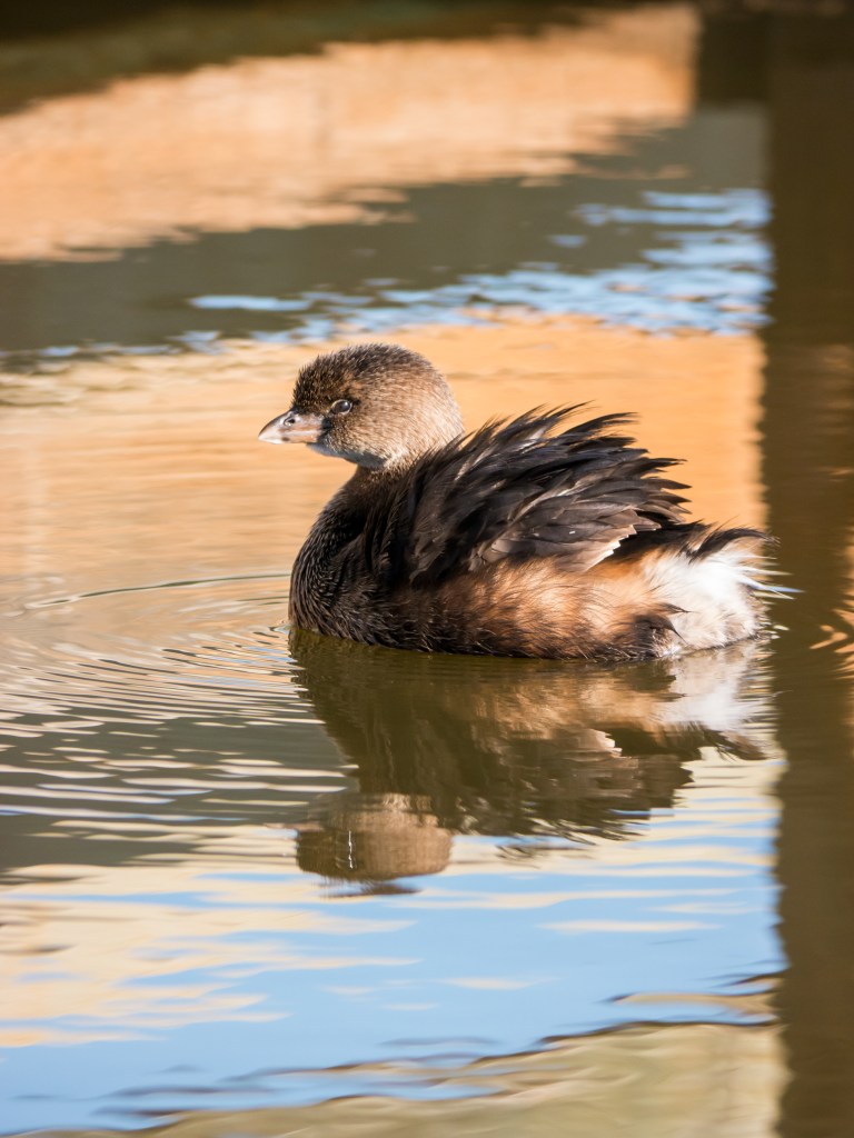 pied-billed grebe (pc_ Tez)