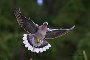 Band-tailed Pigeon in flight