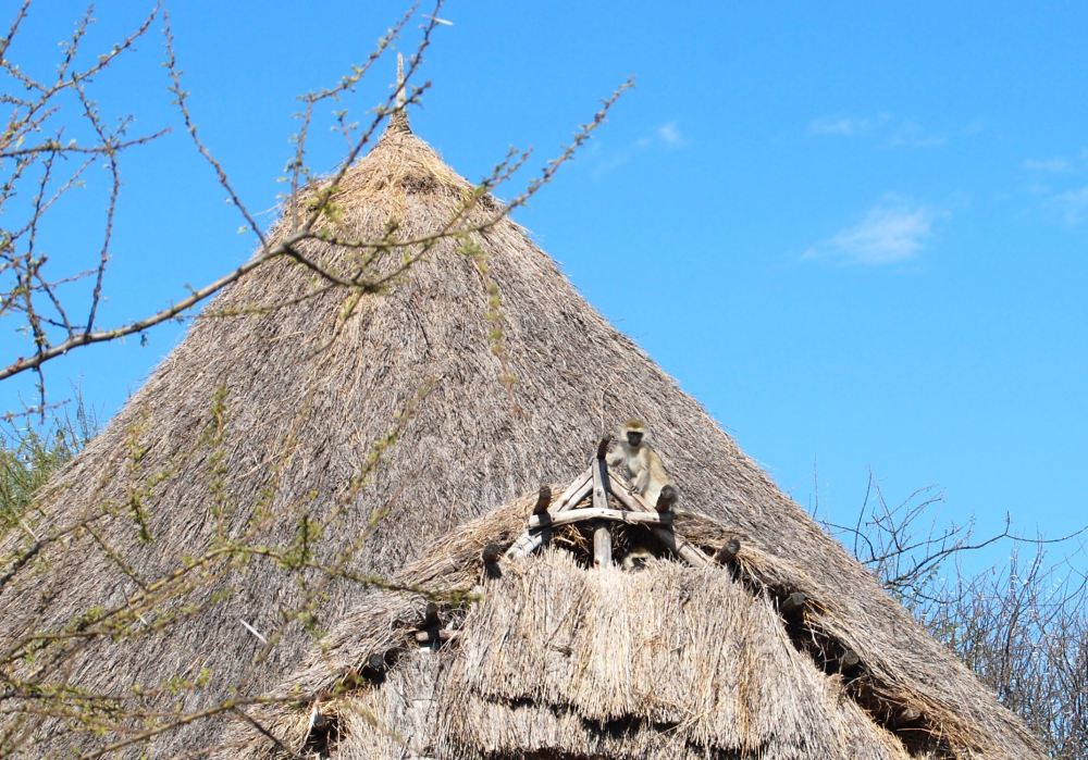 Unlike the patas, vervet monkeys thrive around humans. They are regarded as pests.