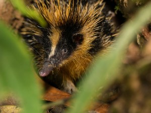 Photo credit: Shea Lambert