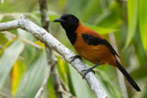 Hooded Pitohui