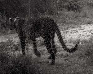 Some animals like leopards (pictured here) are difficult to observe. This individual has been fitted with an accelerometer, which can record what they are up to.
