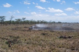An earthen kiln being used to create charcoal from Acacia trees. Habitat destruction is a serious threat to patas monkeys.