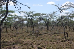 typical patas monkey