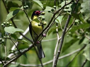 Variable Pitohui
