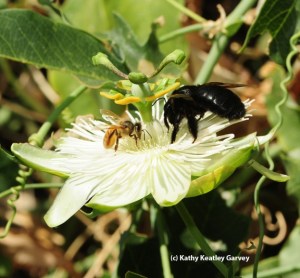 A female Valley Carpenter Bee and a Honey Bee feeding from a Passion Flower blossum.