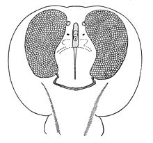 Ventral view of a Torpedo Ray showing electric organs.