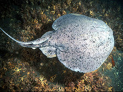 Pacific Torpedo Ray