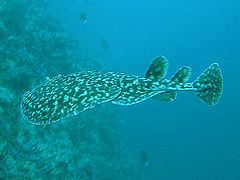 Black-spotted Torpedo Ray