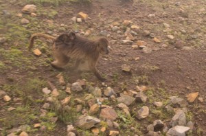 Photo credit: Andreas Schürkmann