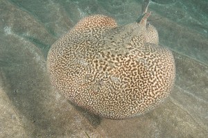Marbled Torpedo Ray