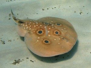 Common Torpedo Ray