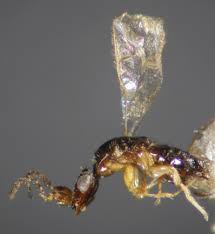 Female fig wasp.