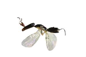 Female fig wasp.