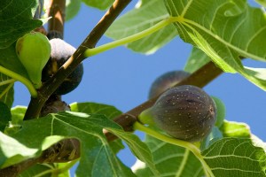 Fresh, ripening fig.