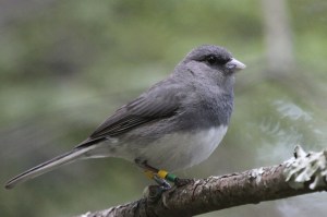 Dark-eyed Junco (Junco hyemalis).  Photo by Carla Vanderbilt. 