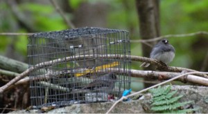 Example of a simulated social interaction.  The wild, male junco on the right approaches the caged, female junco and sings a whispered courtship song.  Photo by Joe Welklin. 
