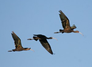 White-faced Ibis, flying (Duck Ponds, August)