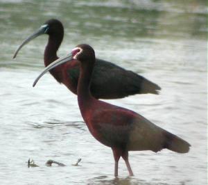Adult White-faced Ibis.