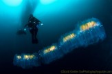 Large colony of salps.