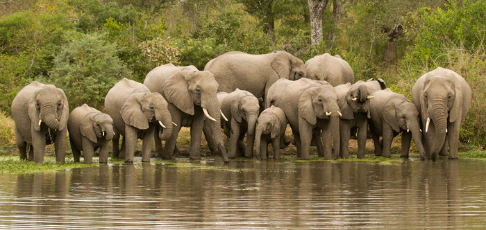 Typical wild African elephant family herd at a watering hole. Photograph by James Tyrrell.